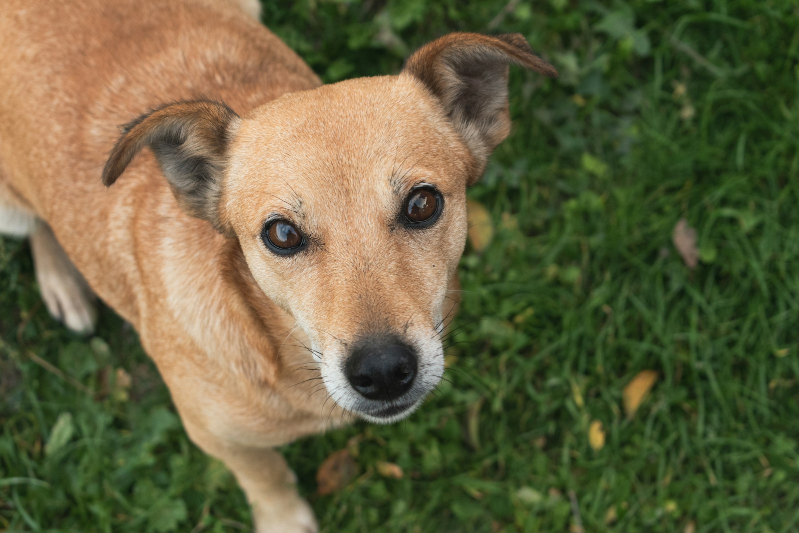 How Much Does Dog Daycare Cost in Richmond? What Affects the Price