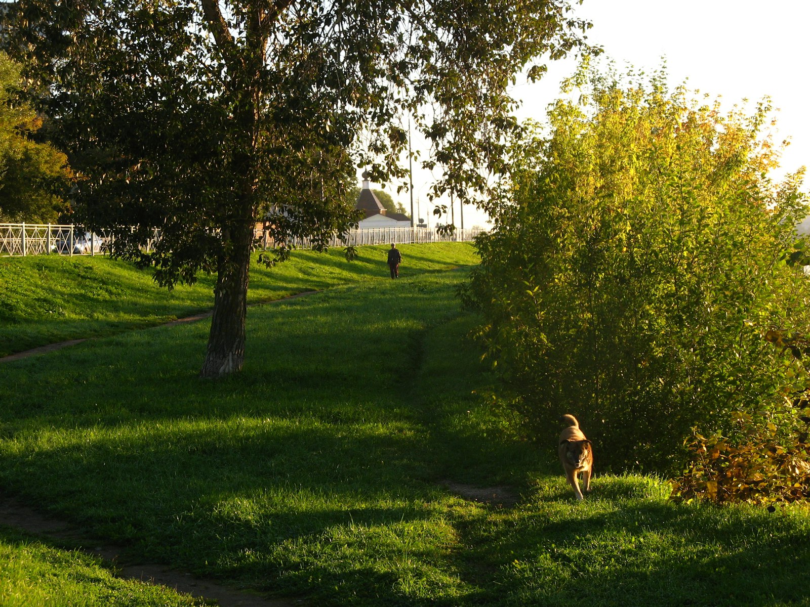 What a Typical Day at Dog Daycare in Richmond Looks Like